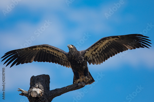 3-months old bald eagle eaglet landing, seen in the wild in North California