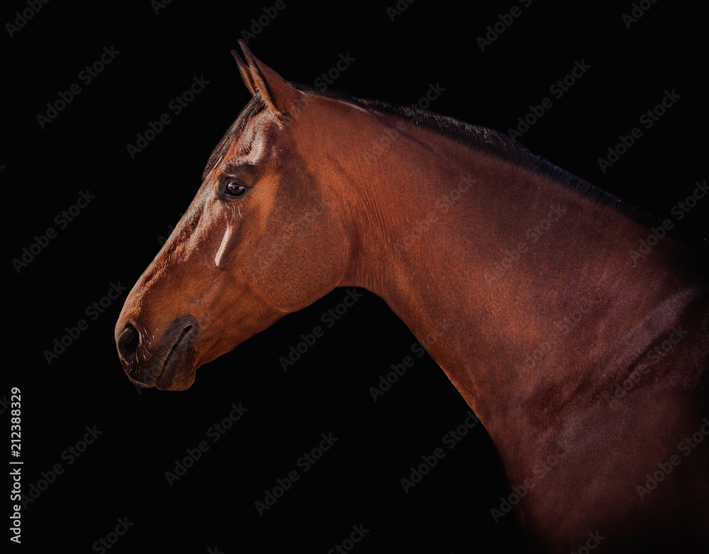 Obraz premium Beautiful bay stallion posing on a black background