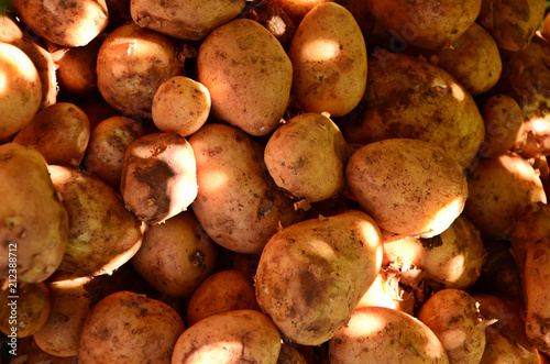 Fresh organic potatoes stand out among many large potatoes in the background pile of potatoes bathed in sun shades