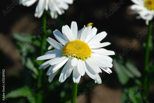 Beautiful camomile flower