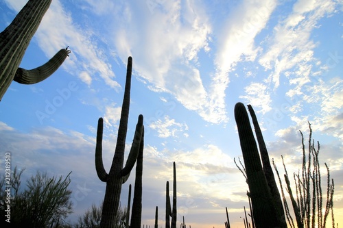 Summer in the Arizona desert.