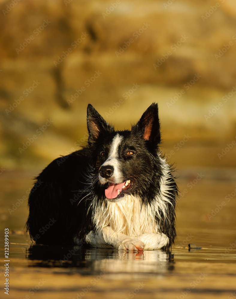 Border Collie dog lying down on wet sand beach Border Collie dog lying down on wet sand beach