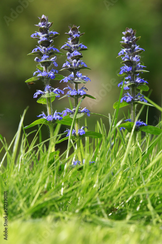 Kriech-Günsel, kriechender Günsel (Ajuga reptans) photo