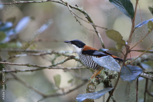 Vietnamese cutia (Cutia legalleni) in Da lat, Vietnam photo