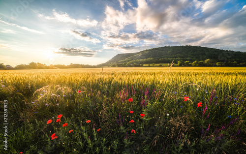 Golden Field Illuminated by Setting Sun with Braunsberg Hill and Cloudy Sky in the Background photo