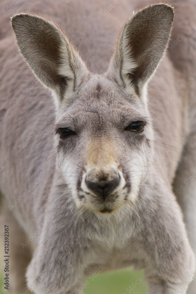 Kangaroo Close Up