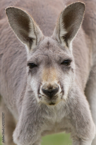 Kangaroo Close Up