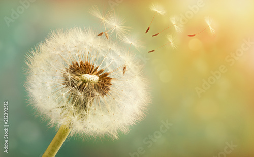 Dandelion with flying seeds on a beautiful luminous background