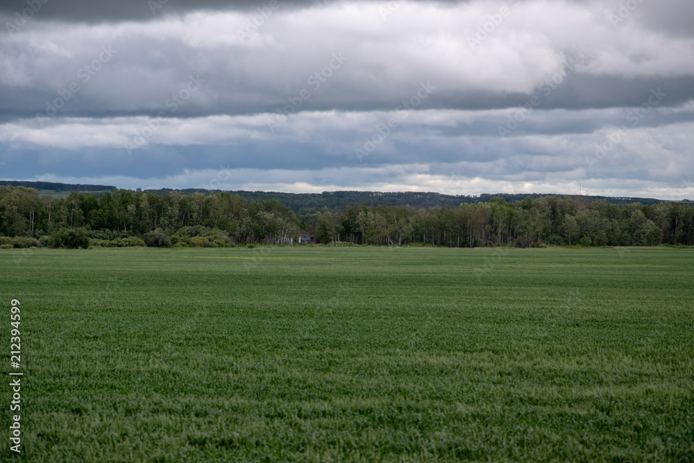 Wheat crops under cloud cover, Saskatchewan, Canada.