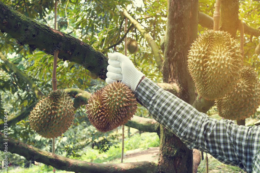 Gardener harvesting Durian fruit. Gardener harvesting Durian fruit.