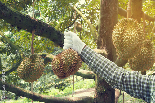 Gardener harvesting Durian fruit.