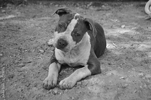 Our pitbull puppy Kaye setting on the ground. Done in black and white photo