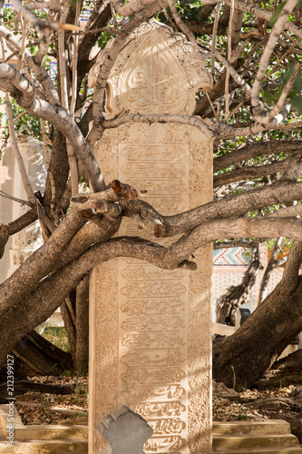 Fotografía Pistachio Tree Around the Tomb, Torbat Jam, Khorasan, Iran