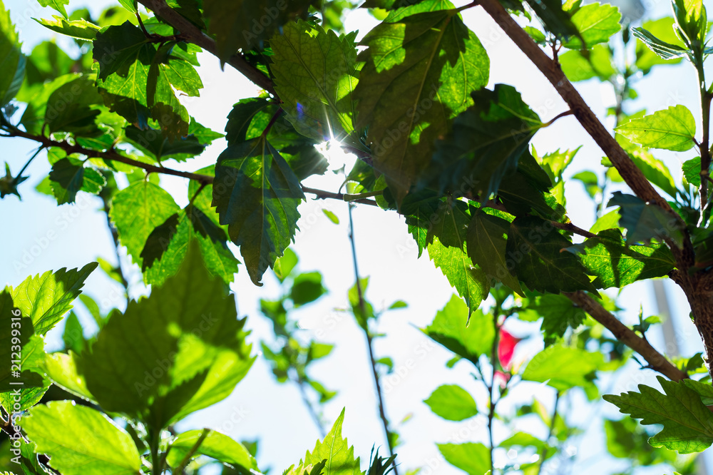 green leaves and sun reflection background green leaves and sun reflection background