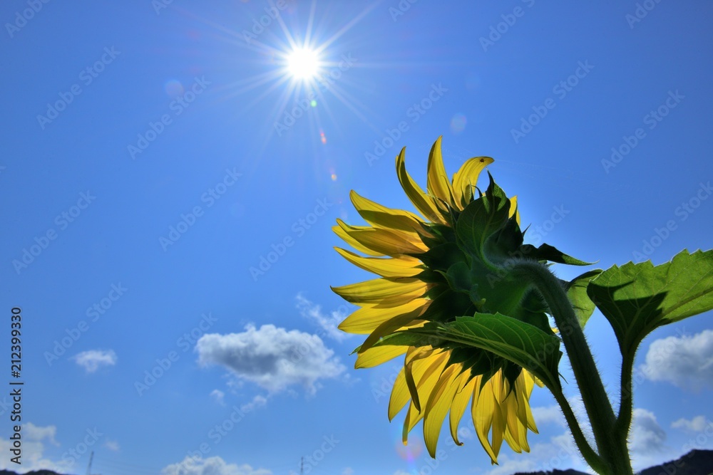 真夏の太陽に向かって咲くヒマワリの花 Stock Photo Adobe Stock