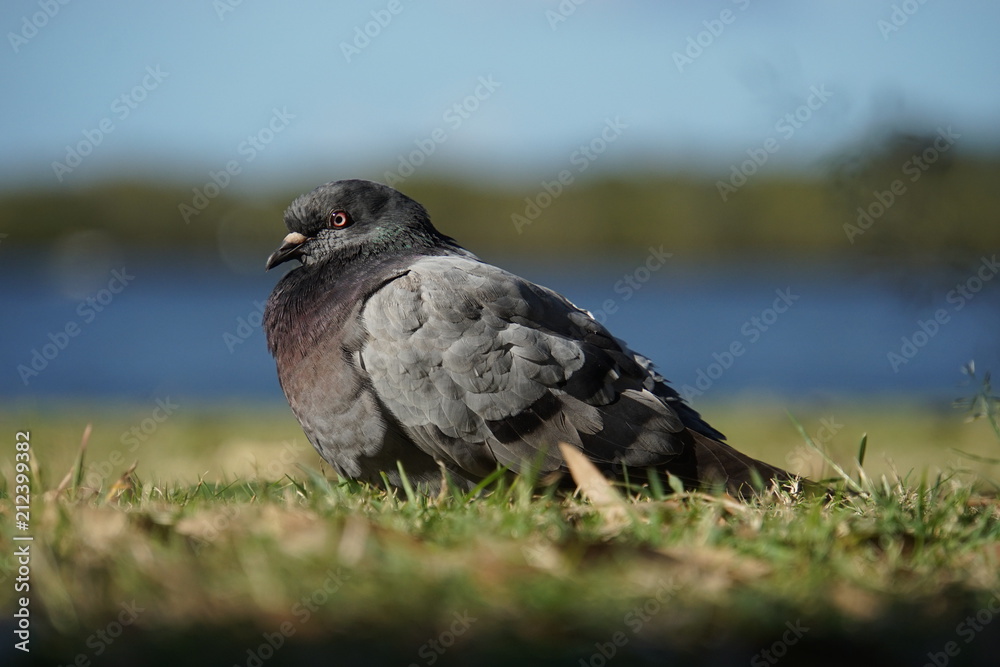 Pigeon