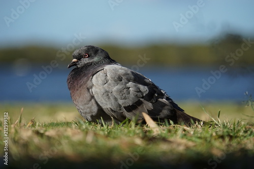 Obraz na płótnie Pigeon w salonie