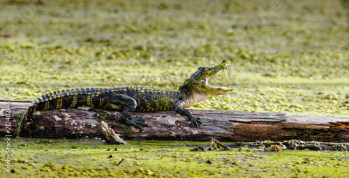 Obraz na plátně American Alligator on a log in a Louisiana bayou