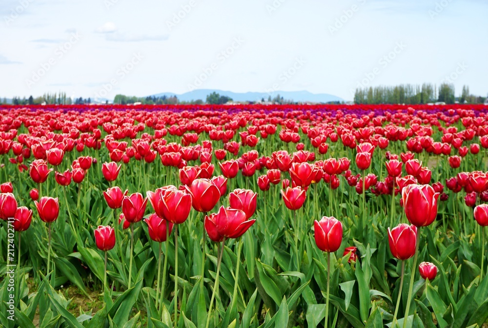 Blooming red and white tulips stretching to the horizon
