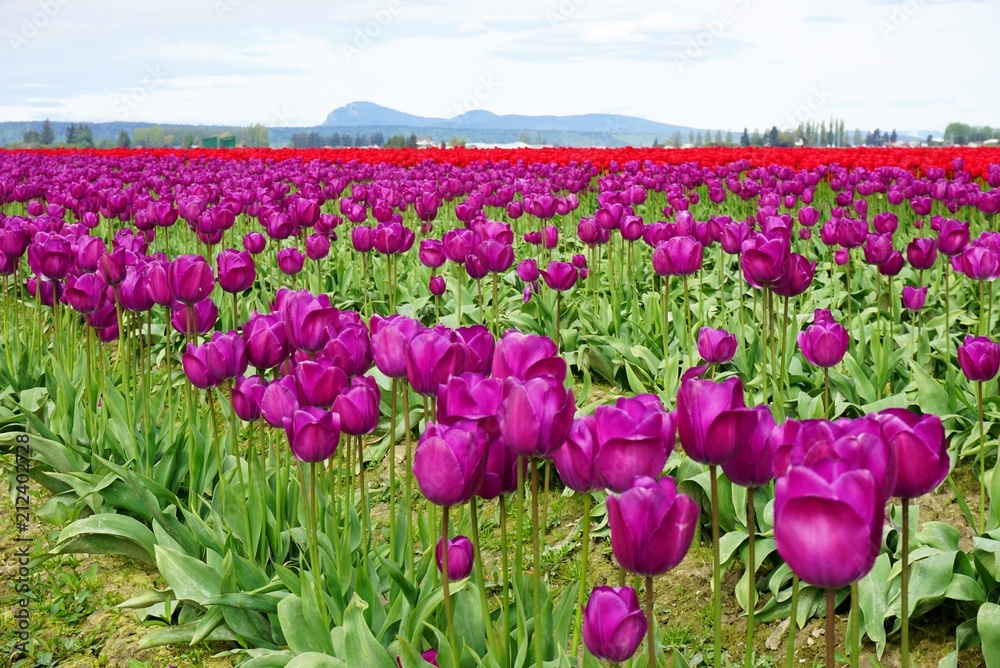 Field of brilliant purple tulips on a sunny day