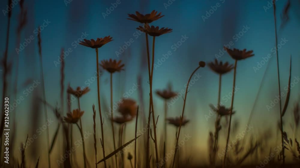 wildflowers at sunrise closeup 4k timelapse with shallow depth of field