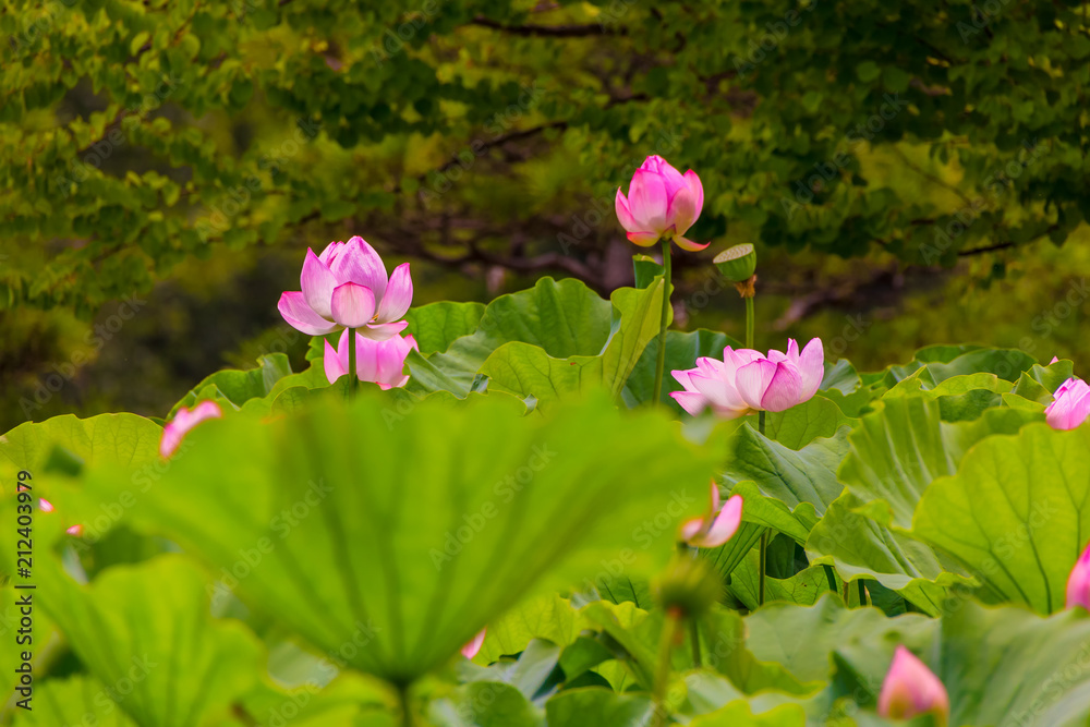 Lotus Flower.Background is the lotus leaf and lotus bud and lotus flower and tree.Shooting location is Yokohama, Kanagawa Prefecture Japan. Lotus Flower.Background is the lotus leaf and lotus bud and lotus flower and tree.Shooting location is Yokohama, Kanagawa Prefecture Japan.