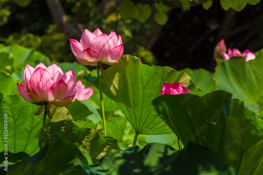 Lotus Flower.Background is the lotus leaf and lotus bud and lotus flower and tree.Shooting location is Yokohama, Kanagawa Prefecture, Japan.