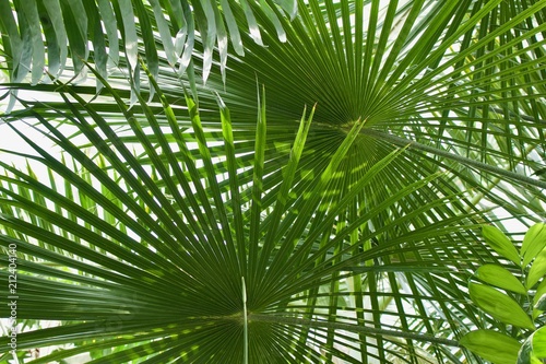 Ribbon Fan Palm Tree Background  Livistona decipiens 