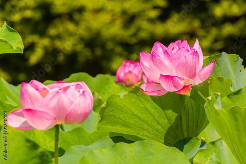 Lotus Flower.Background is the lotus leaf and lotus flower and tree.Shooting location is Yokohama  Kanagawa Prefecture Japan.