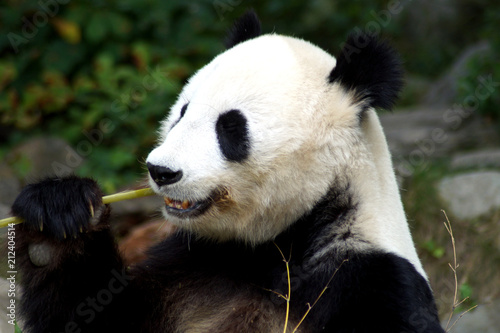 Fototapeta Naklejka Na Ścianę i Meble -  Nahaufnahme eines großen Pandas