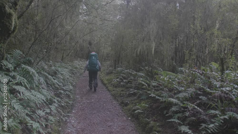 Woman with backpack walks into the forest on Milford Track Woman with backpack walks into the forest on Milford Track