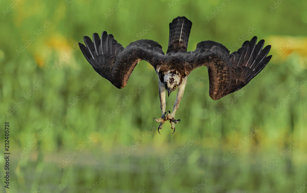 Fototapeta premium Osprey 