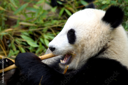 großer Pandabär beim Fressen von Bambus  © Spy