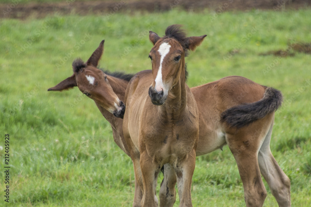 Horses along the Pumpkinvine trail