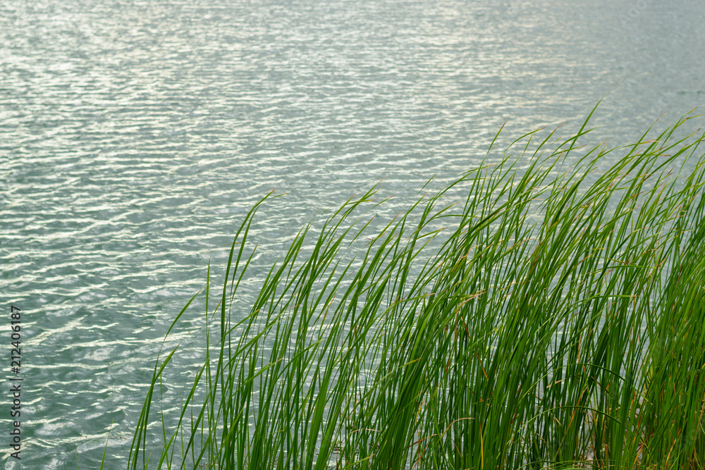 green leaves of Typha angustifolia grass with a river on background. green leaves of Typha angustifolia grass with a river on background.