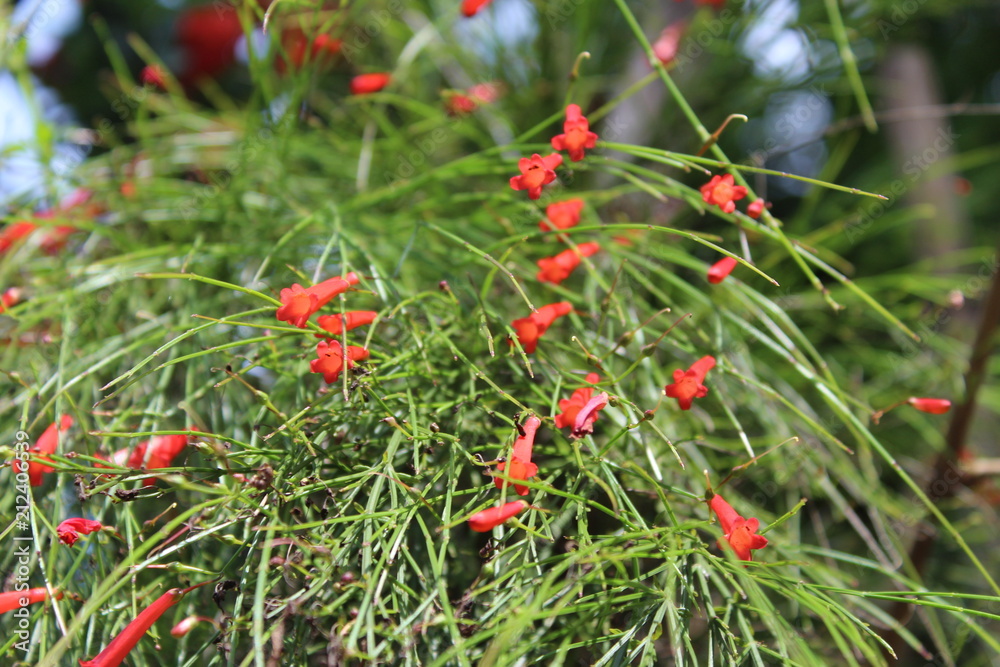 Close up small decumbent red flower of russelia equisetiformis flower, also known as fountainbush, firecracker plant, coral plant, coral fountain, coralblow and fountain plant, is a weeping subshrub. Close up small decumbent red flower of russelia equisetiformis flower, also known as fountainbush, firecracker plant, coral plant, coral fountain, coralblow and fountain plant, is a weeping subshrub.