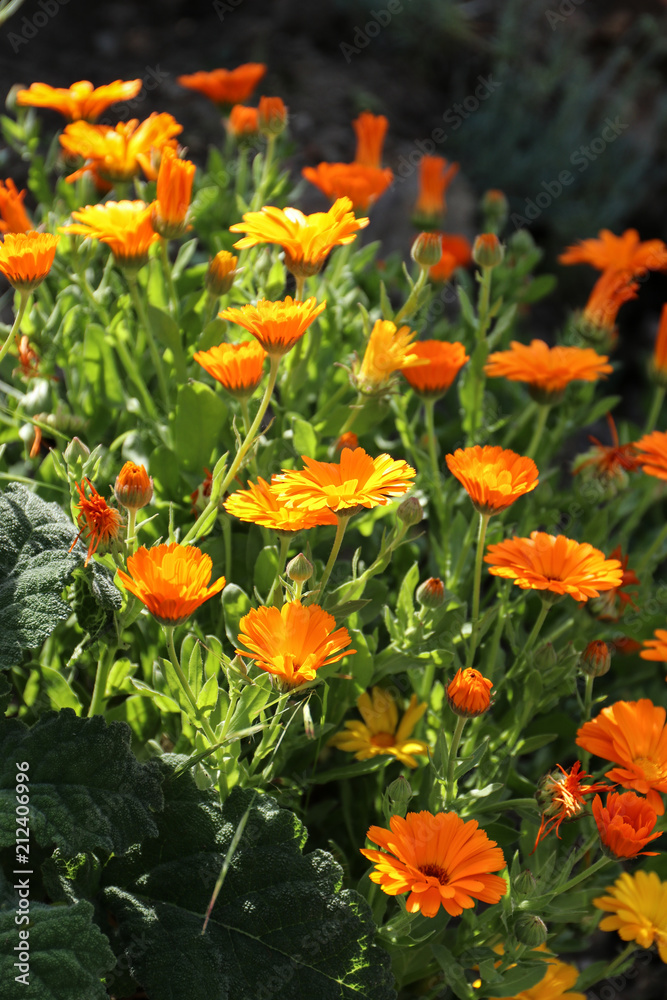 Calendula flowers in the sunlight