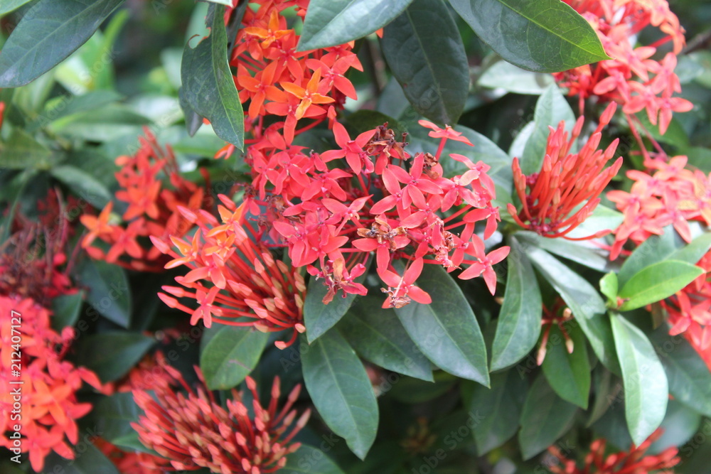Red and yellow King Ixora flower(Ixora chinensis) blooming in garden with natural background. Also known as Red spike flower, Rubiaceae, Ixora coccinea, soka, ki soka, pechah priok, todong periok, pan Red and yellow King Ixora flower(Ixora chinensis) blooming in garden with natural background. Also known as Red spike flower, Rubiaceae, Ixora coccinea, soka, ki soka, pechah priok, todong periok, pan