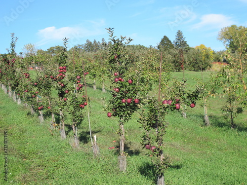 Apple trees in the orchard
