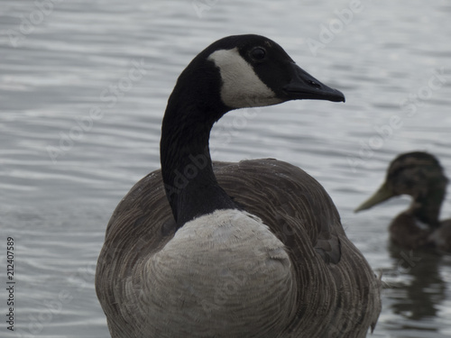 Canadian Goose Up Close