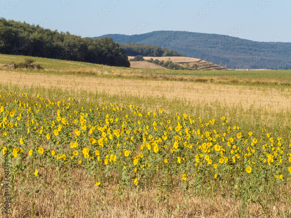 Sunflower field in autumn - Espinosa del Camino, Castile and León, Spain