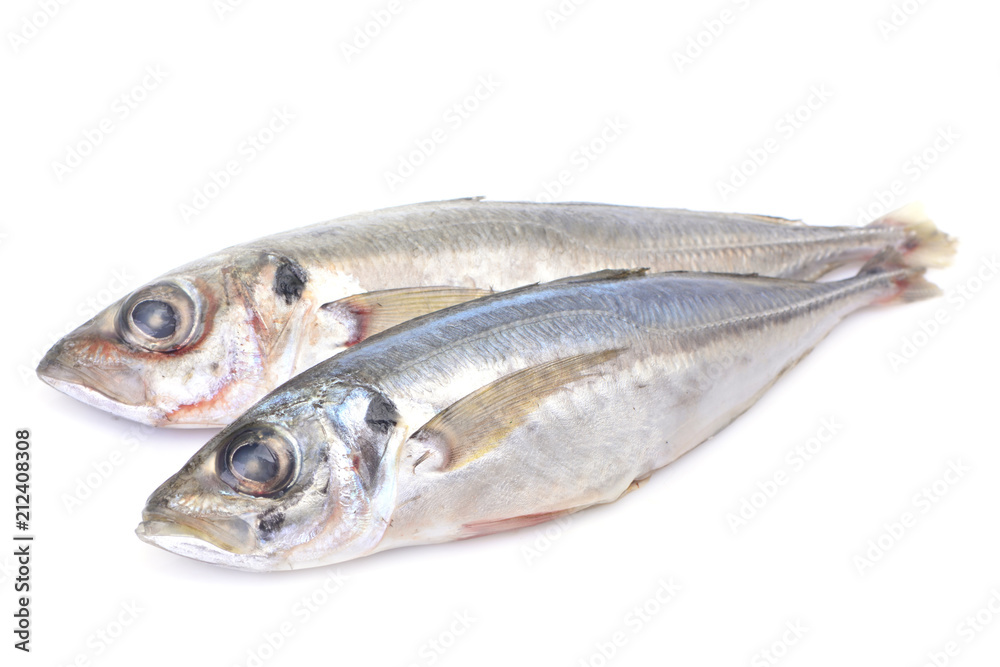 Fish horse mackerel