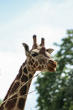 Giraffe eats tree branches