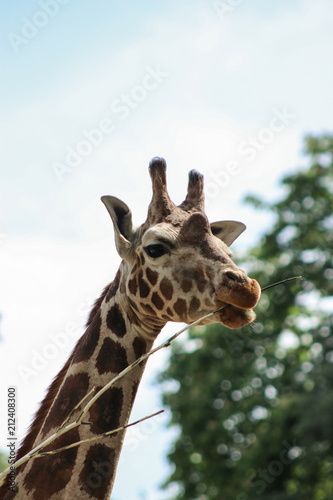 Giraffe eats tree branches