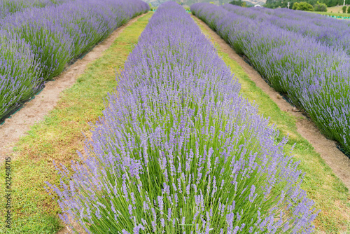 Fototapeta Naklejka Na Ścianę i Meble -  Lavender field full bloom condition in a role, natural landscape background