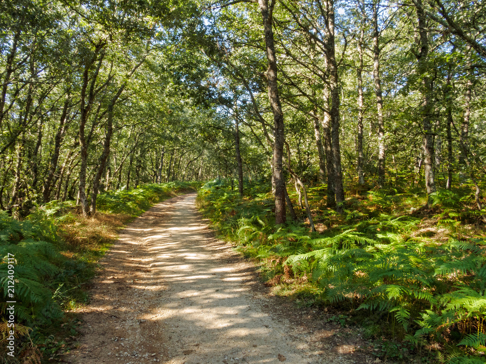 Camino track in the shade of oak woods - Fuente de Mojapan, Castile and León, Spain Camino track in the shade of oak woods - Fuente de Mojapan, Castile and León, Spain