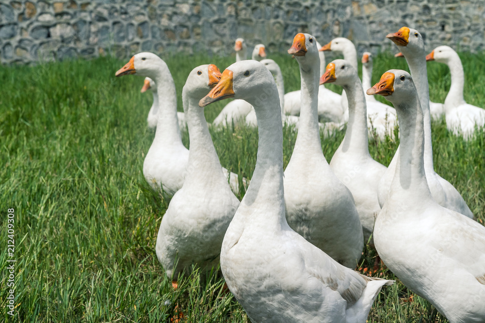 Obraz premium gooses