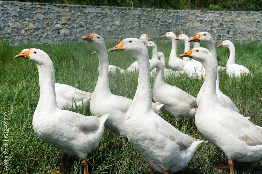 Obraz premium gooses