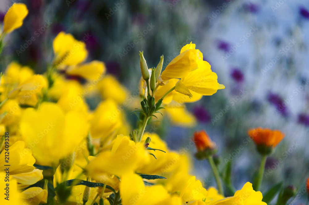 Obraz premium yellow flowers on the flowerbed