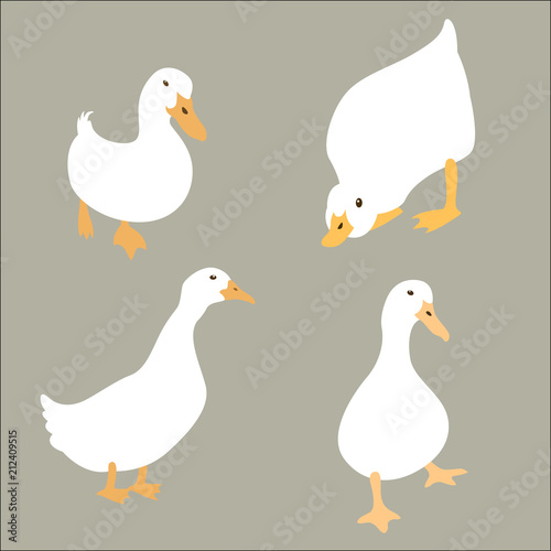 duck white set vector illustration flat style